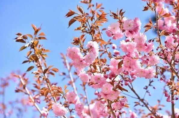 北京郊區(qū)賞花的地方有哪些 賞花好去處推薦