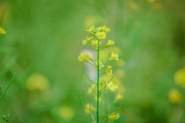 阳朔油菜花什么时候开2022