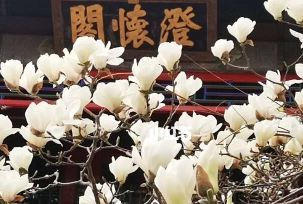北京哪里可以看玉蘭花