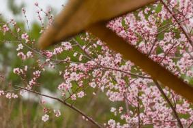 北京郊区春季赏花好去处 春游踏青景点推荐