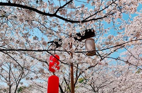 武汉樱花是什么季节开放的 赏樱花指南