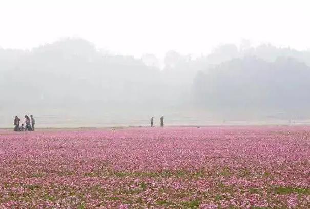 桂林赏花景点推荐 花海景区有哪些