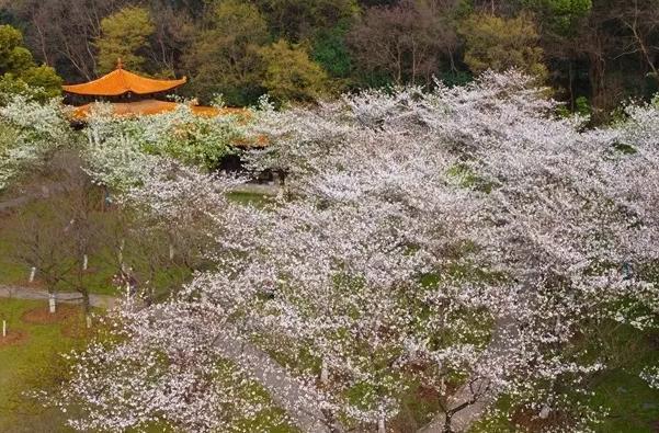 武汉在哪里看樱花比较好