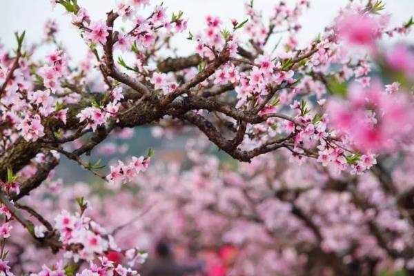 2022无锡桃花甚么时候着花 那里能够看桃花