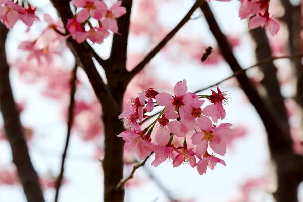2022上海看樱花的地方有哪些 上海樱花观赏地推荐