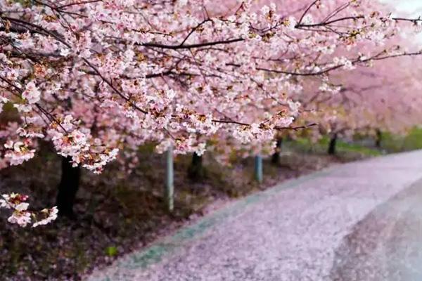 2022上海看樱花的地方有哪些 上海樱花观赏地推荐