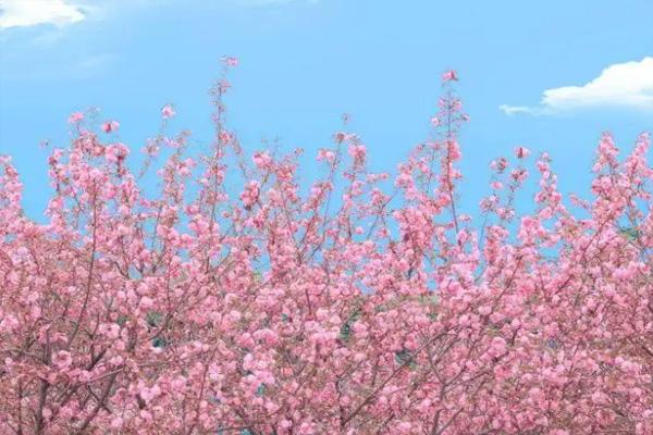 2022青白江樱花节门票多少钱 需要预约吗