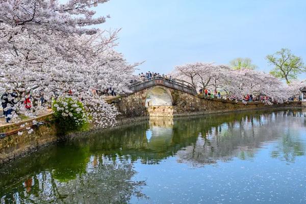 無錫櫻花2022幾月份開花