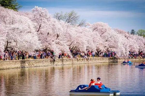 武汉东湖游船赏樱最佳路线2022