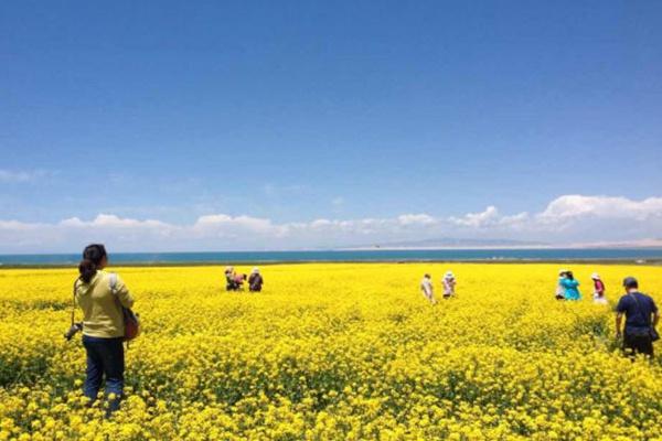 青海湖油菜花什么時候開 最佳時間幾月份