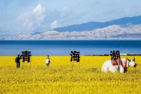 青海湖油菜花什么时候开 最佳时间几月份