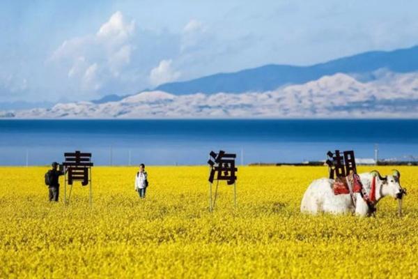 青海湖油菜花甚么时候开 最好时候几月份