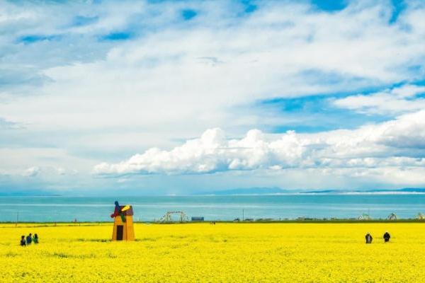 青海湖油菜花甚么时候开 最好时候几月份