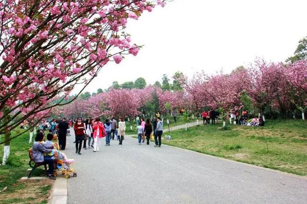 凤凰湖樱花节什么时候开始2022
