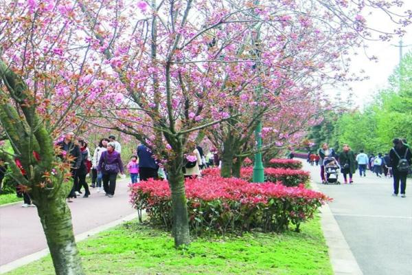 凤凰湖樱花节什么时候开始2022