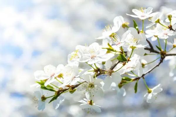 德陽春季看花去哪里 德陽賞花的好地方