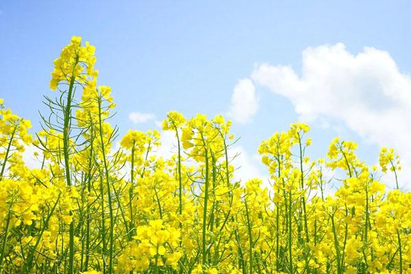 在江阴顾山镇红豆村的百花园中,20亩观赏性油菜花镶嵌在200多亩梅花