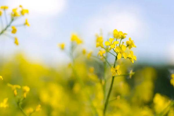 2022無錫看油菜花去哪里好