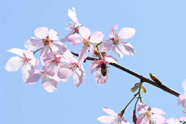 倒春寒会影响樱花和油菜花的花期吗