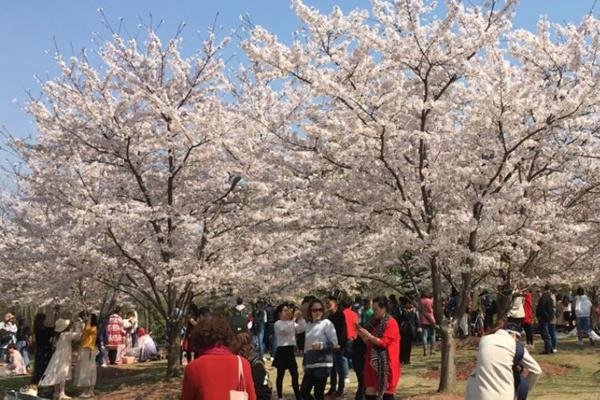 2022上海樱花节是几月几日