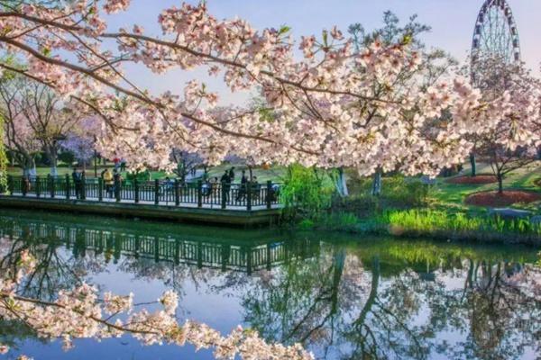 2022上海樱花节门票多少钱?怎么预约?