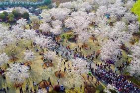 2022上海樱花节门票多少钱?怎么预约?
