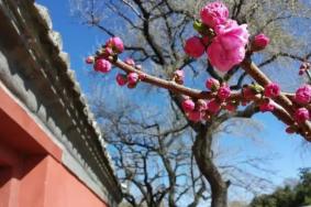 颐和园春季游玩攻略及赏花路线推荐