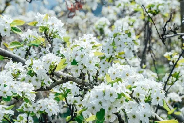 2022北京周边4月赏花最好的地方