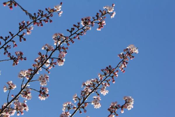 青岛中山公园樱花几月份开2022