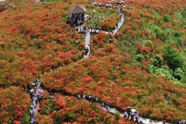 長沙櫻花谷風景區在哪里