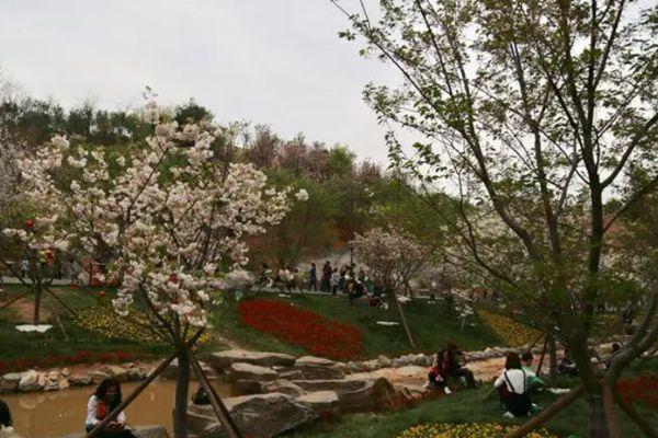 长沙樱花谷风景区在哪里