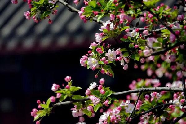 北京看海棠花的最佳地点推荐