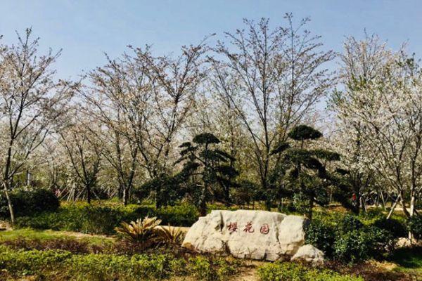 长沙玉湖公园樱花开了吗2022