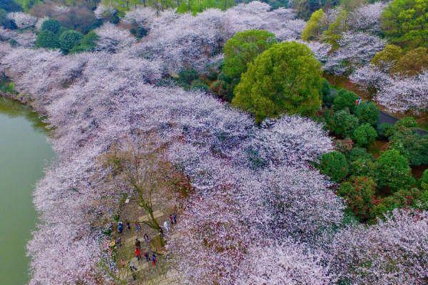 长沙玉湖公园樱花开了吗2022