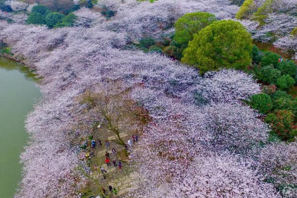 長(zhǎng)沙櫻花哪里好看 2022長(zhǎng)沙櫻花什么時(shí)候開花