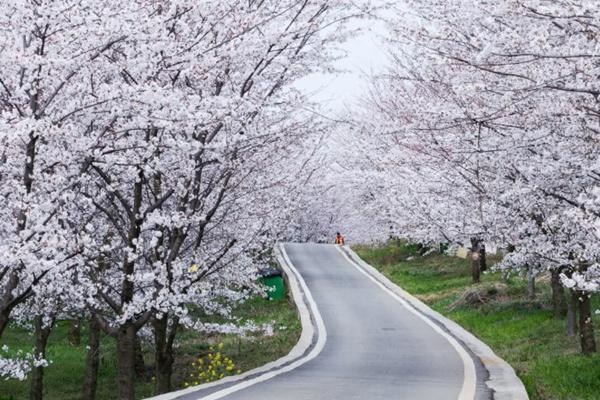 贵安樱花园预约指南