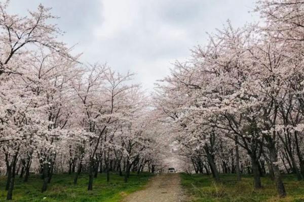 贵安樱花园预约指南