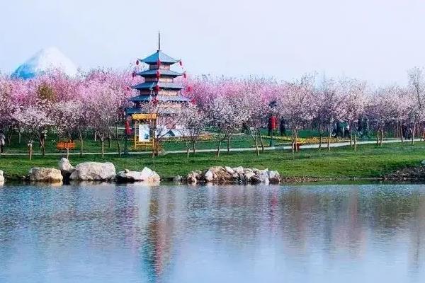 2022成都青白江凤凰湖樱花节怎么预约 要门票吗