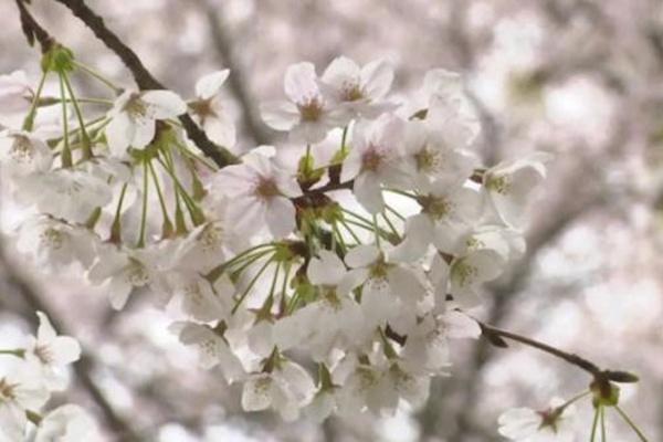 贵安樱花圃门票多少钱