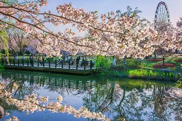 2022上海櫻花節延期舉辦的通知