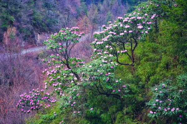 西安周边赏杜鹃花那里好 最佳观赏地推荐