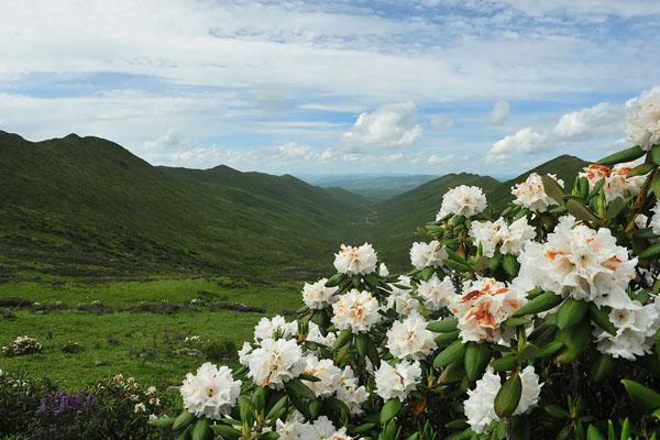 西安周边赏杜鹃花那里好 最佳观赏地推荐