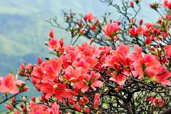 西安周边赏杜鹃花那里好 最佳观赏地推荐