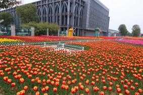 芜湖大浦景区有哪些花