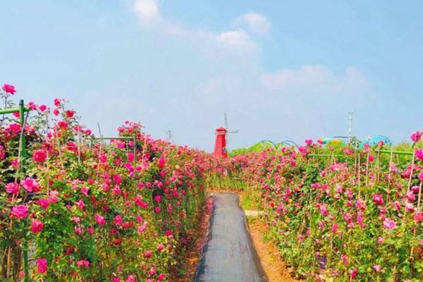 芜湖大浦景区有哪些花