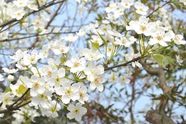 成都看梨花最好去處在哪里