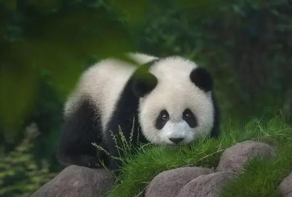 2022天山野生动物园大熊猫什么时候来新疆