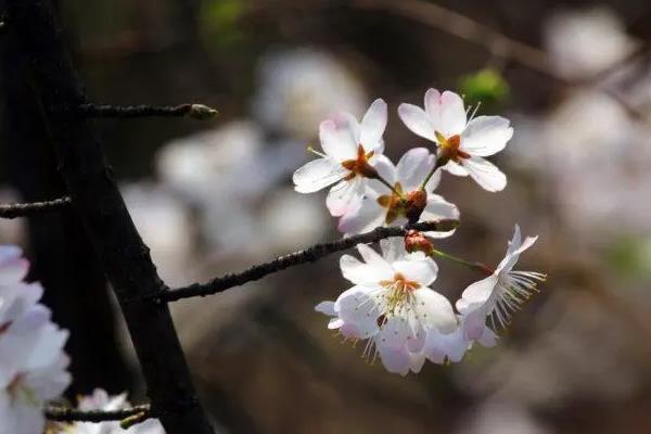 重庆黔江万步梯家樱花正在那里及没有雅赏攻略