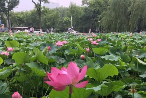 2022北京园博园春游有什么花
