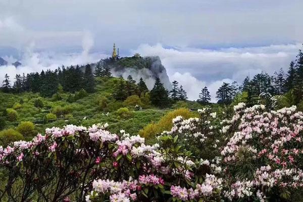 成都周邊賞花2022一日游好去處